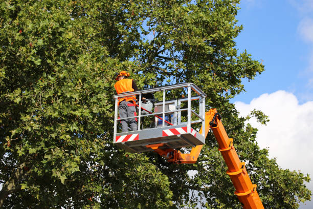 Best Stump Grinding Near Me  in Moose Lake, MN